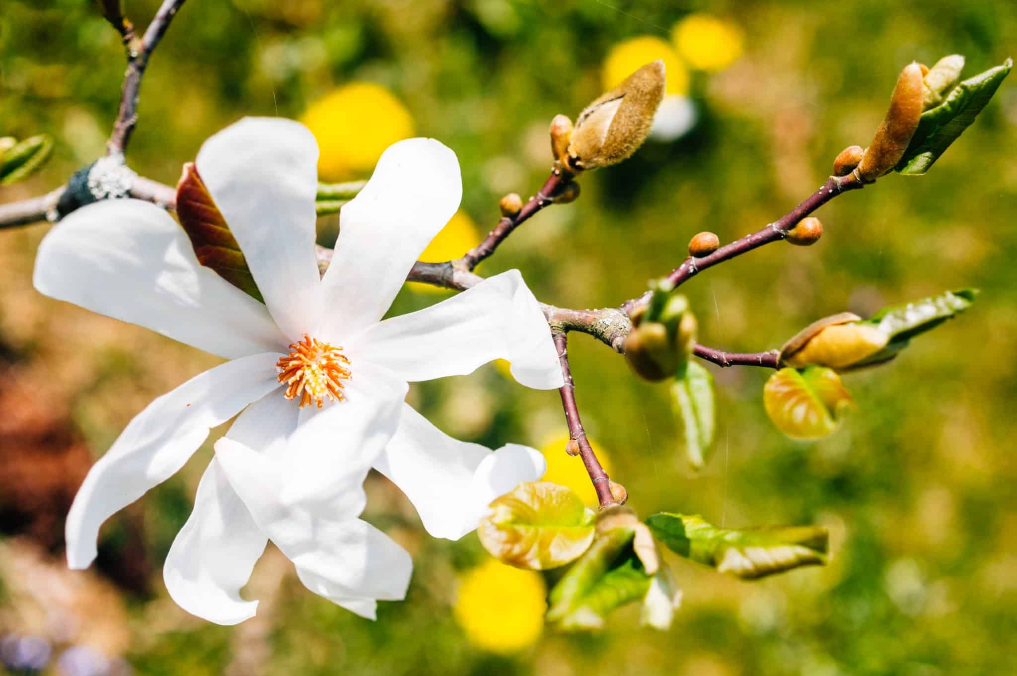 magnolijos žiedas - Vilmanto Ramono nuotr.