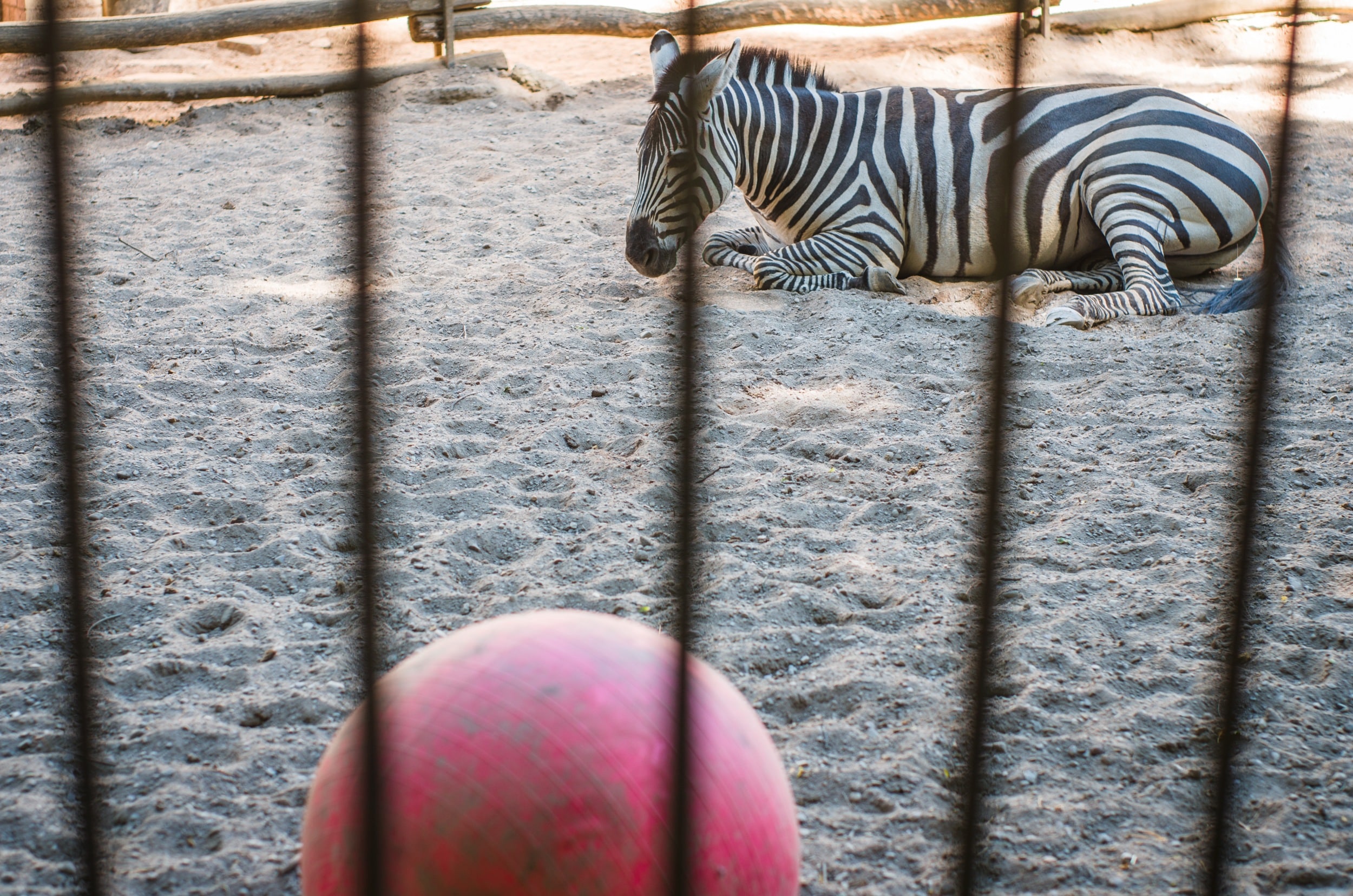Archyvai I - zebras su kamuoliu Kauno zoologijos sode