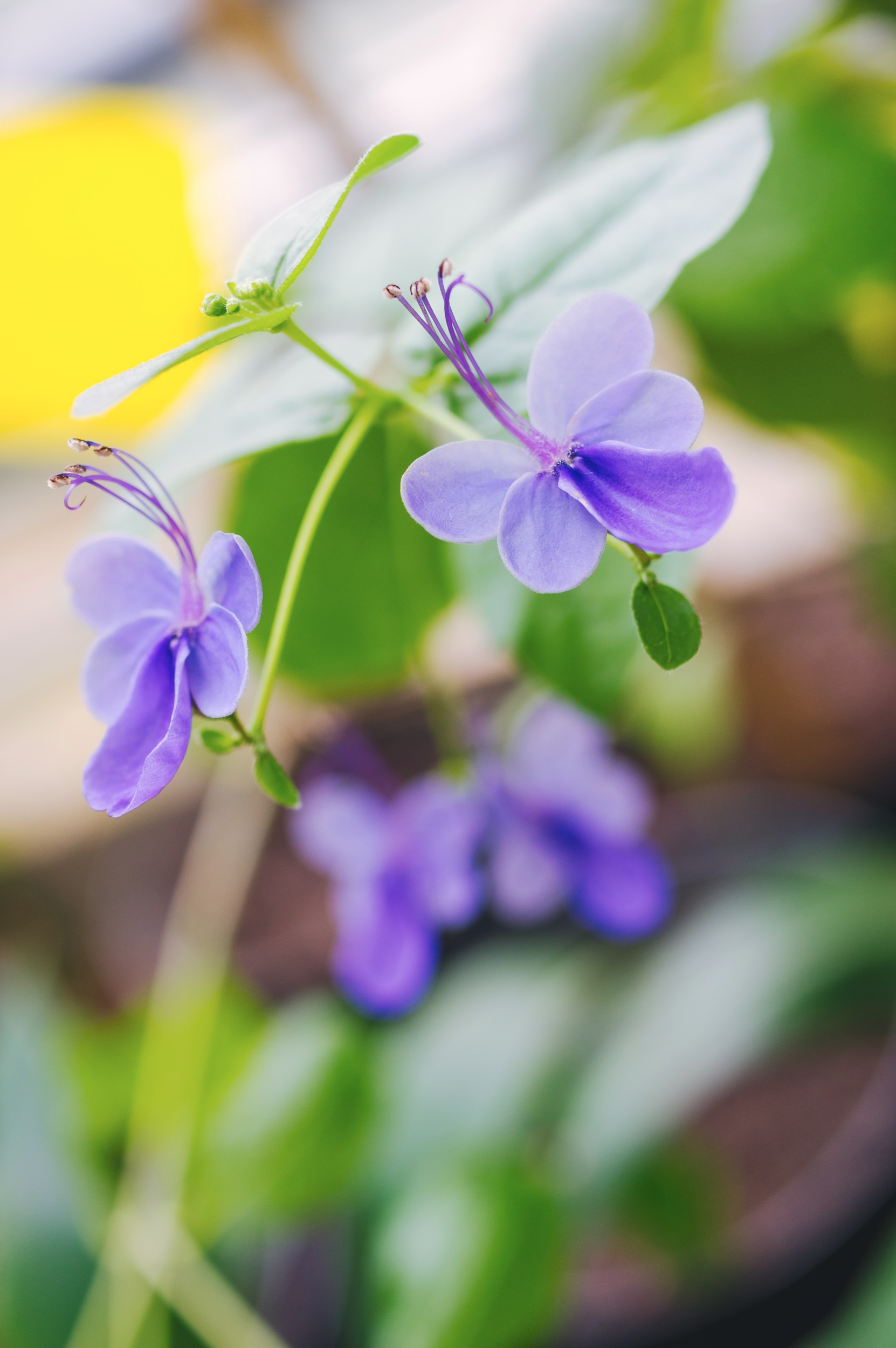 Rotheca Myricoides - Vilmanto Ramono nuotr.