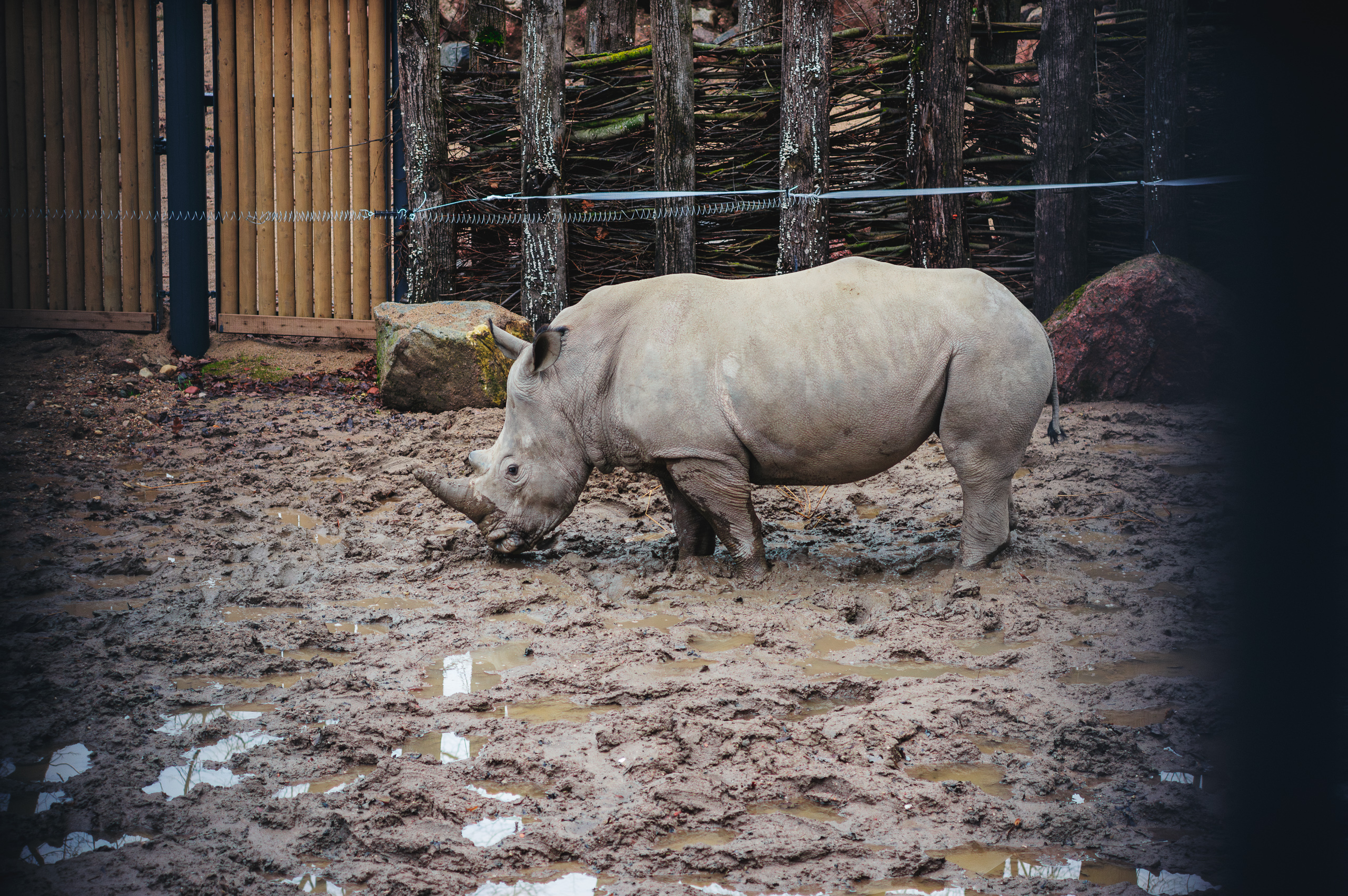 Baltieji raganosiai Lietuvos zoologijos sode išbėgo palakstyti po purvą - Vilmanto Ramono nuotr.