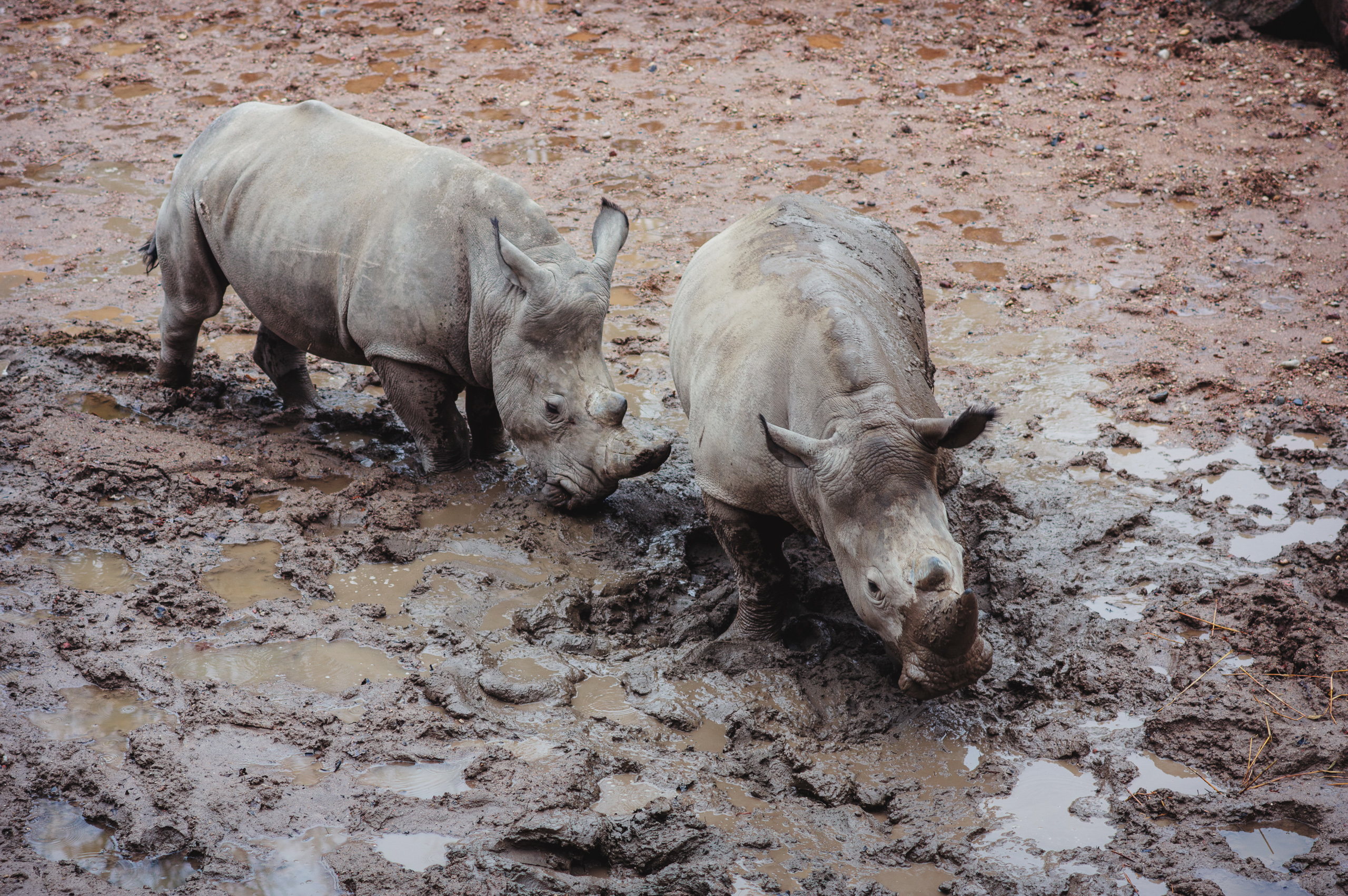 Baltieji raganosiai Lietuvos zoologijos sode išbėgo palakstyti po purvą - Vilmanto Ramono nuotr.