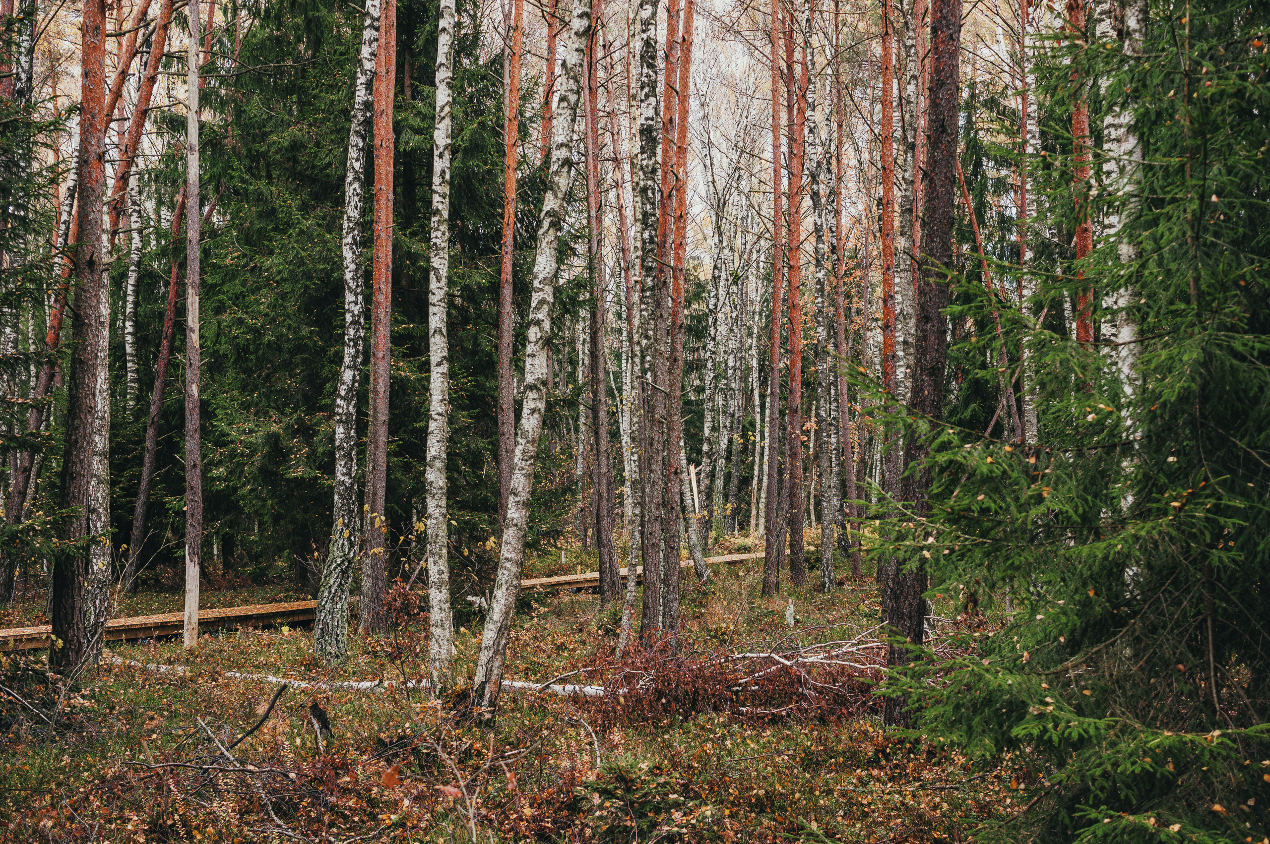 Miškas Varnikų pažintiniame take - Vilmanto Ramono nuotr.