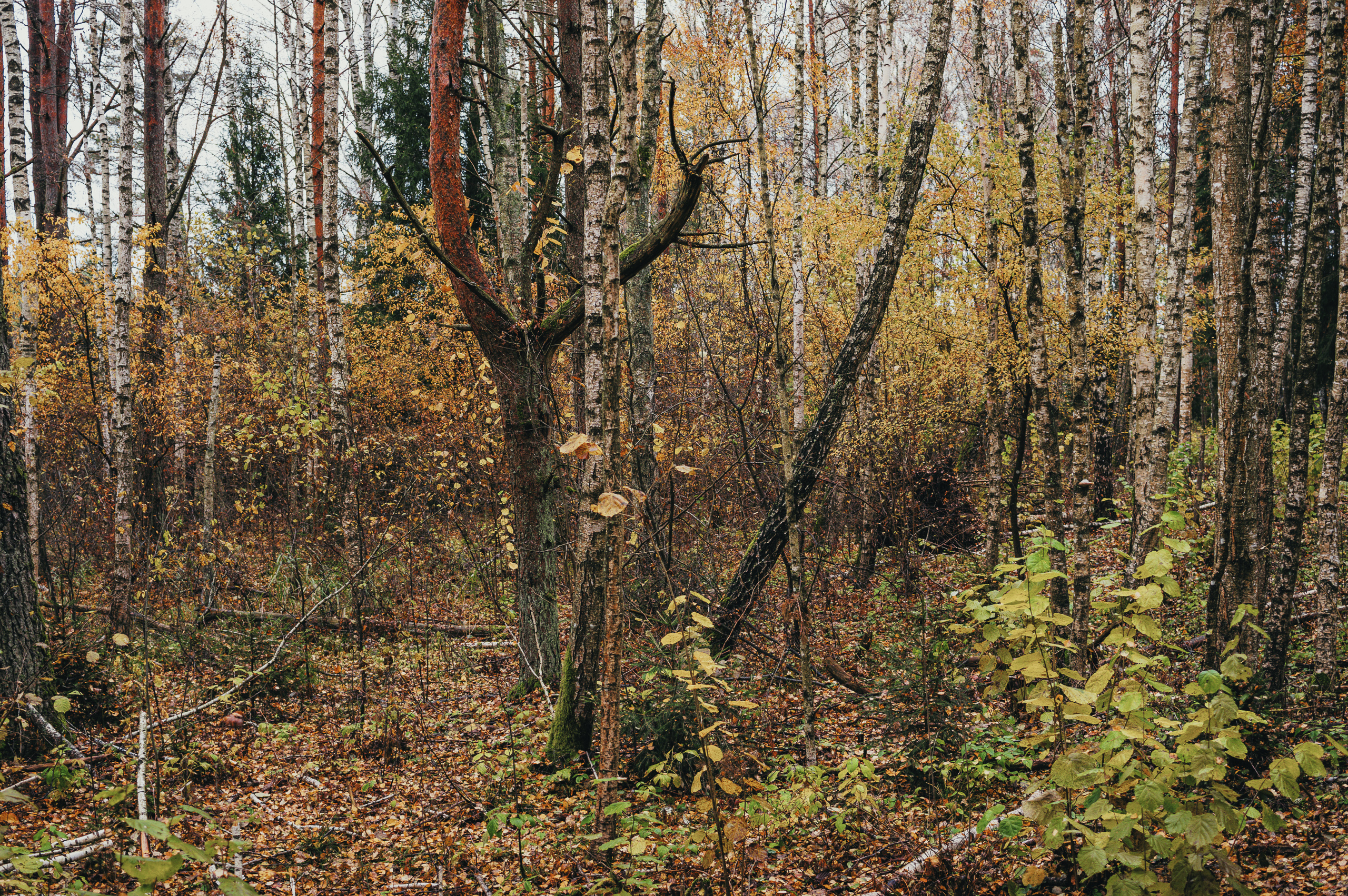 Miškas Varnikų pažintiniame take - Vilmanto Ramono nuotr.