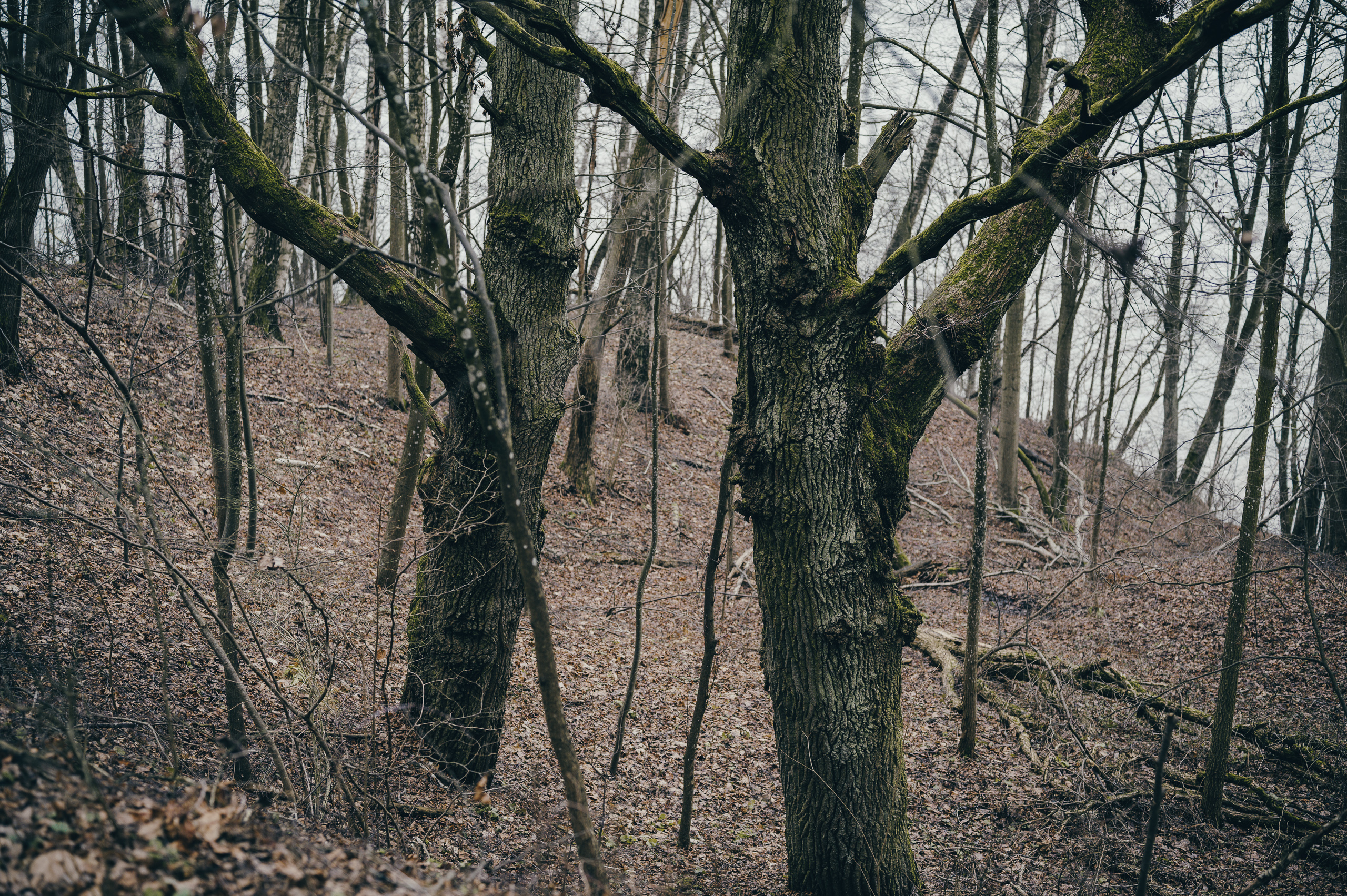 Žiegždrių geologinis takas