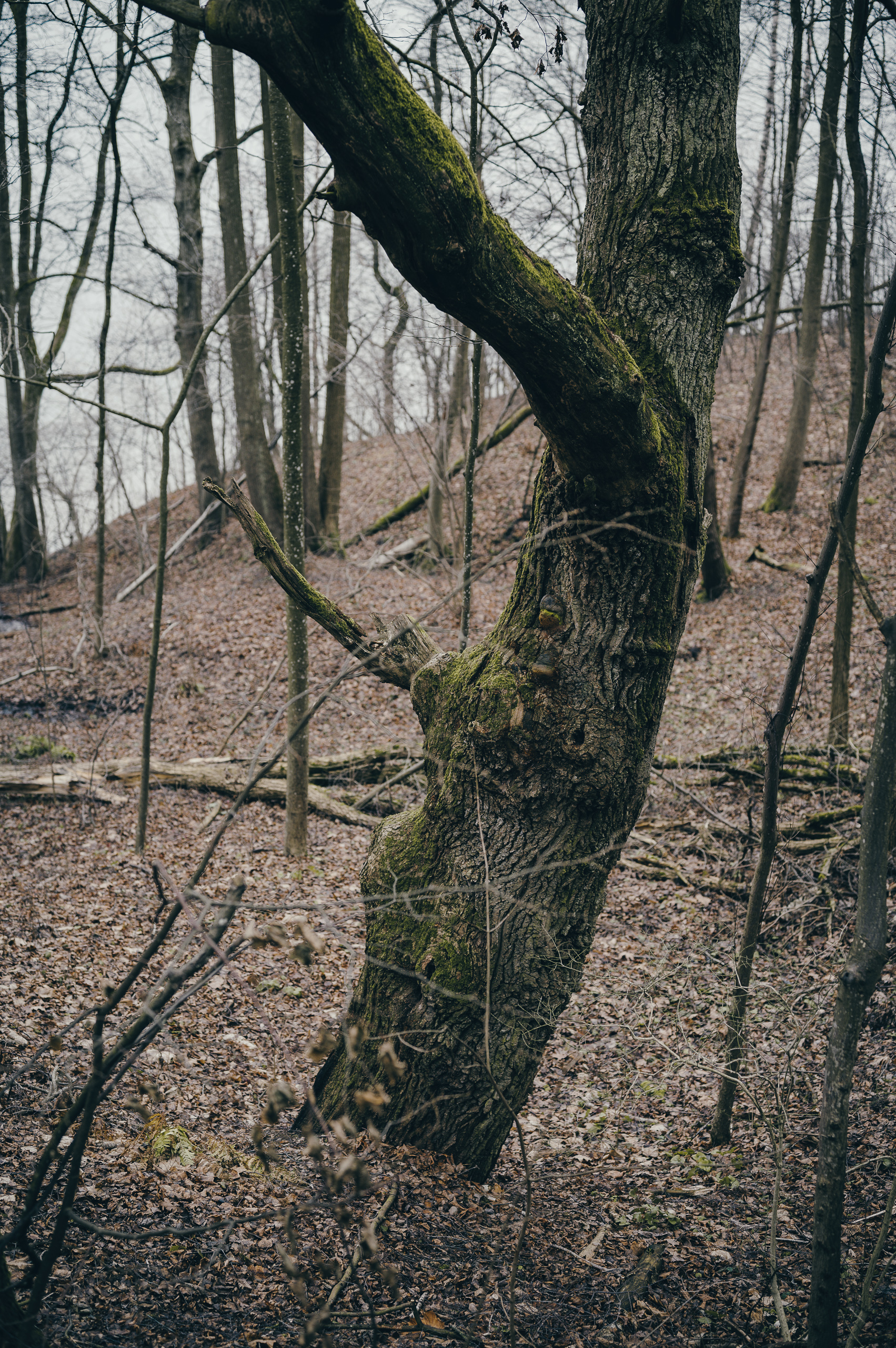 Žiegždrių geologinis takas - Vilmanto Ramono nuotr.